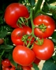 Vindem seminte de tomate - Lady Rosa F1!